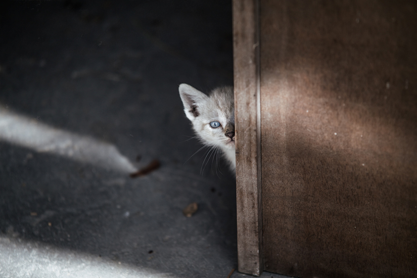 Biel Grimalt - PERSONAL - CATS