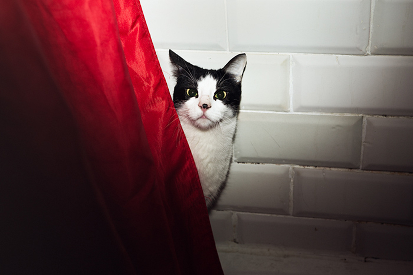 Biel Grimalt - PERSONAL - CATS