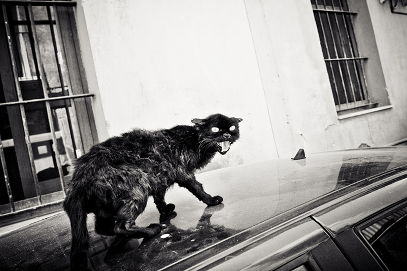 Biel Grimalt - PERSONAL - CATS