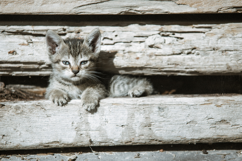 Biel Grimalt - PERSONAL - CATS