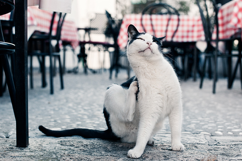 Biel Grimalt - PERSONAL - CATS