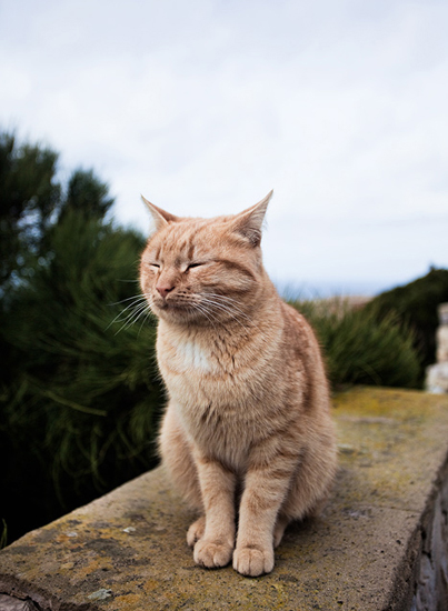 Biel Grimalt - PERSONAL - CATS