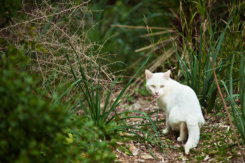 Biel Grimalt - PERSONAL - CATS