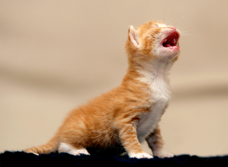 Biel Grimalt - PERSONAL - CATS