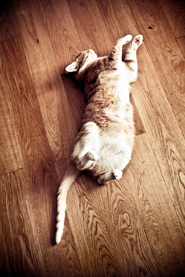 Biel Grimalt - PERSONAL - CATS