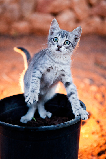 Biel Grimalt - PERSONAL - CATS