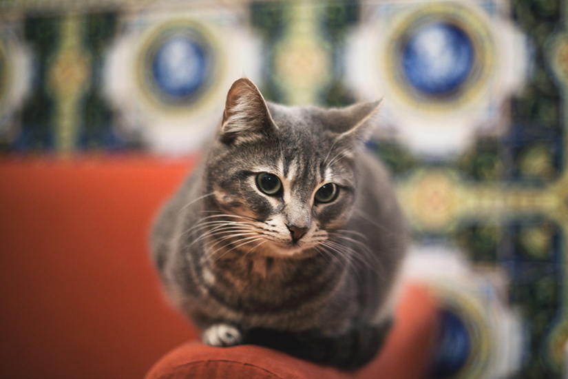 Biel Grimalt - PERSONAL - CATS