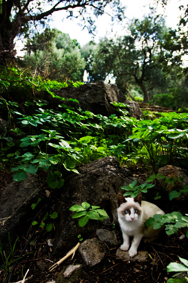 Biel Grimalt - PERSONAL - CATS