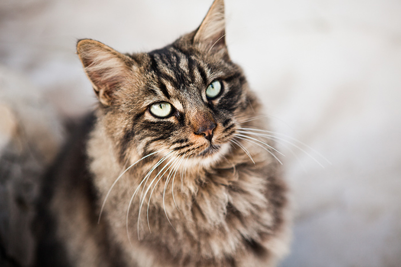 Biel Grimalt - PERSONAL - CATS