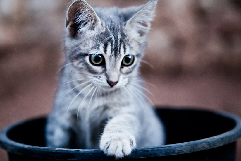 Biel Grimalt - PERSONAL - CATS