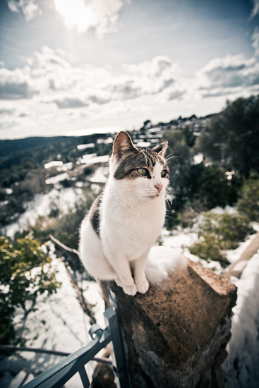 Biel Grimalt - PERSONAL - CATS