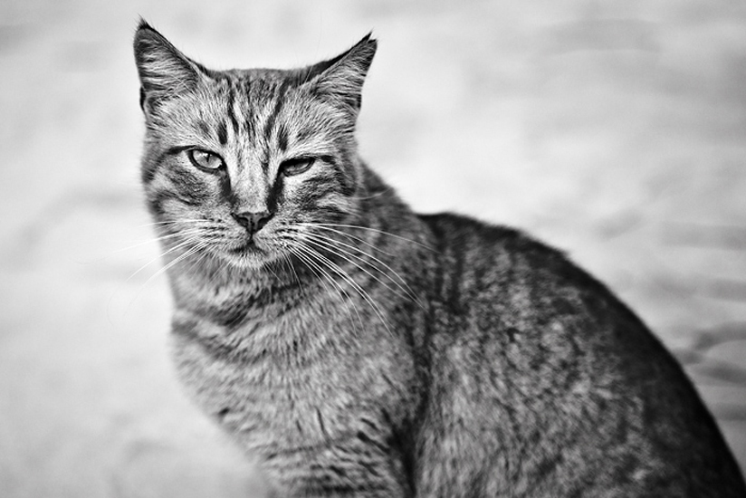 Biel Grimalt - PERSONAL - CATS