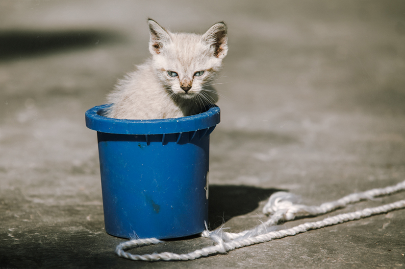 Biel Grimalt - PERSONAL - CATS