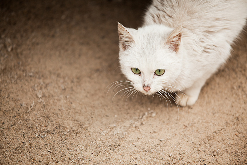 Biel Grimalt - PERSONAL - CATS