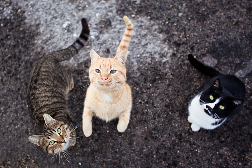 Biel Grimalt - PERSONAL - CATS