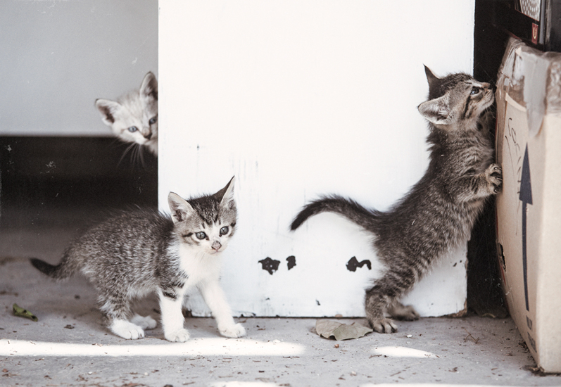 Biel Grimalt - PERSONAL - CATS