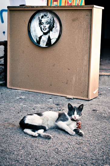 Biel Grimalt - PERSONAL - CATS