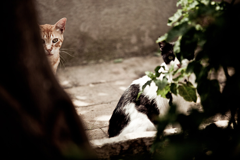 Biel Grimalt - PERSONAL - CATS