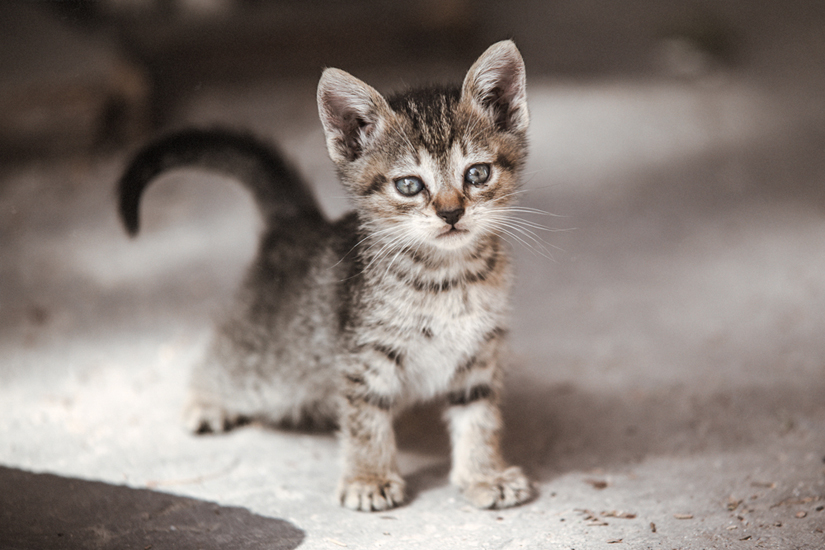 Biel Grimalt - PERSONAL - CATS