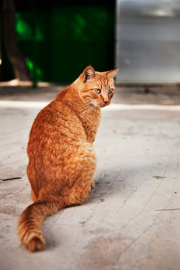 Biel Grimalt - PERSONAL - CATS