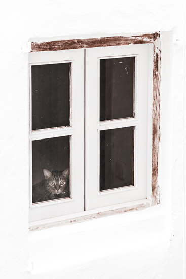 Biel Grimalt - PERSONAL - CATS