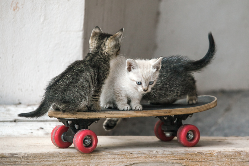 Biel Grimalt - PERSONAL - CATS