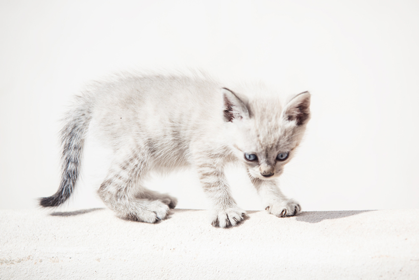 Biel Grimalt - PERSONAL - CATS