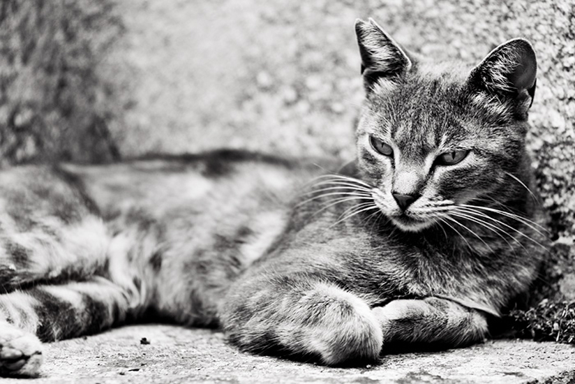 Biel Grimalt - PERSONAL - CATS