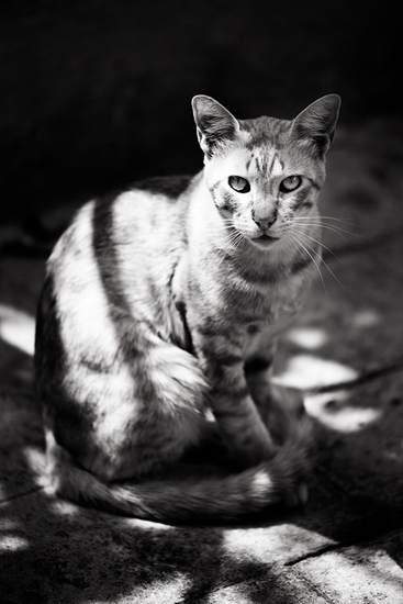 Biel Grimalt - PERSONAL - CATS