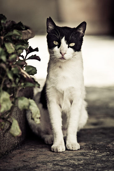 Biel Grimalt - PERSONAL - CATS