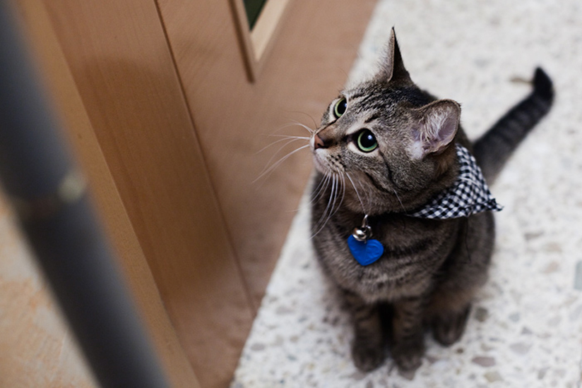 Biel Grimalt - PERSONAL - CATS