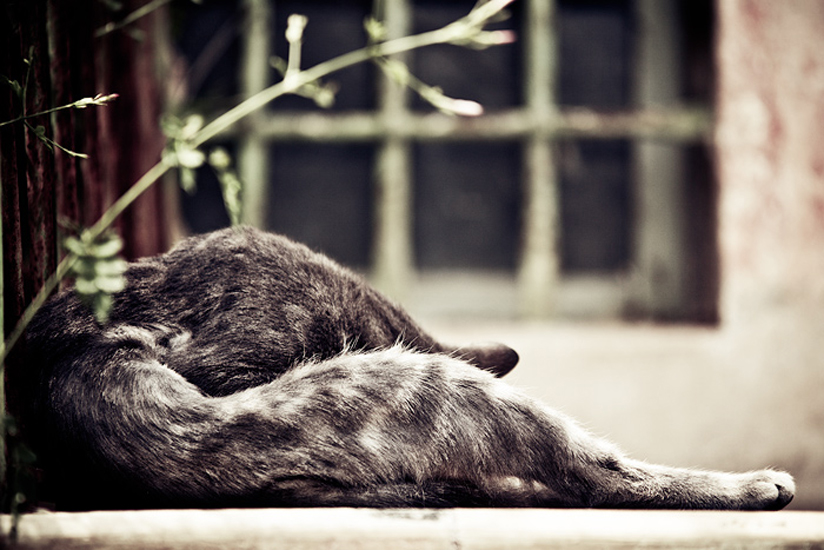 Biel Grimalt - PERSONAL - CATS