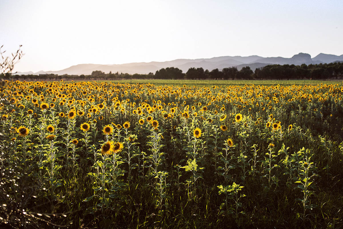 Biel Grimalt - PERSONAL - MALLORCA