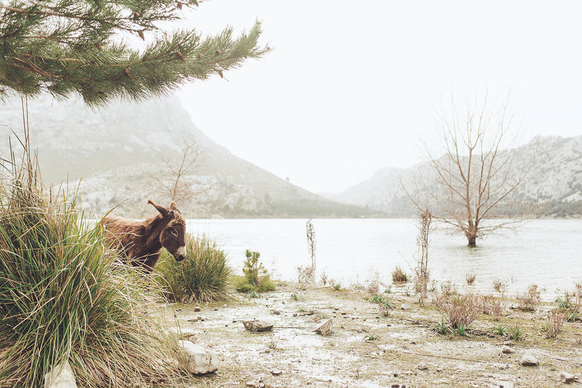 Biel Grimalt - PERSONAL - MALLORCA