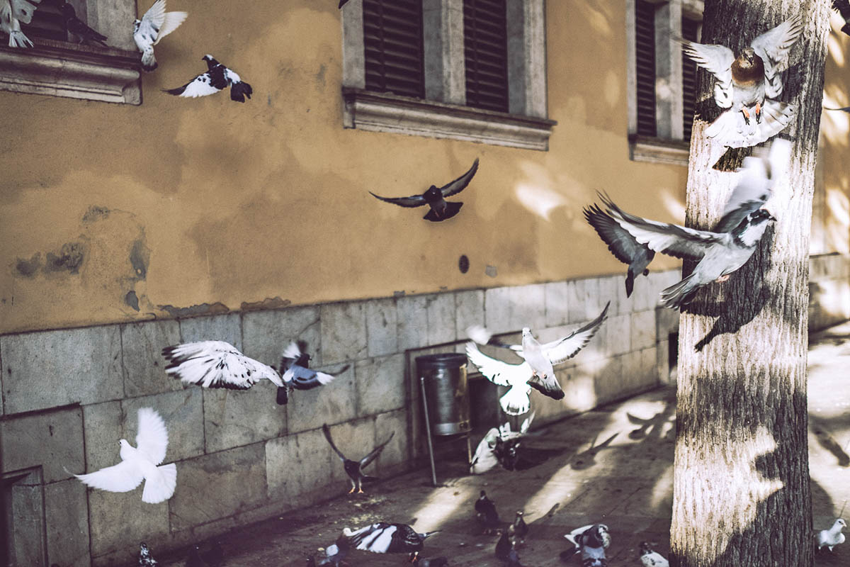 Biel Grimalt - PERSONAL - MALLORCA