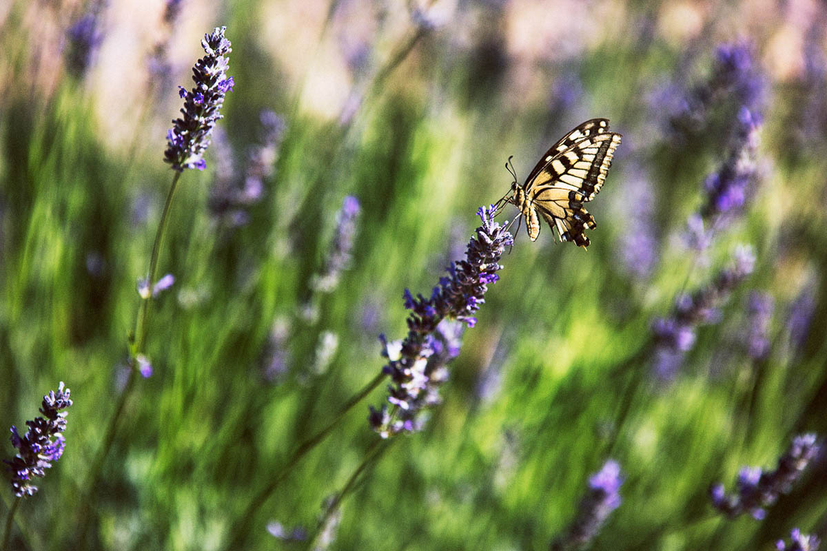 Biel Grimalt - PERSONAL - MALLORCA